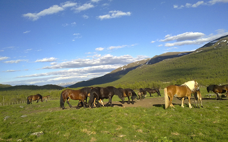 Hesteslipp i Sikkilsdalen