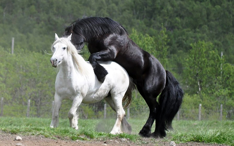 Parring hester - ekte fjellflørt
