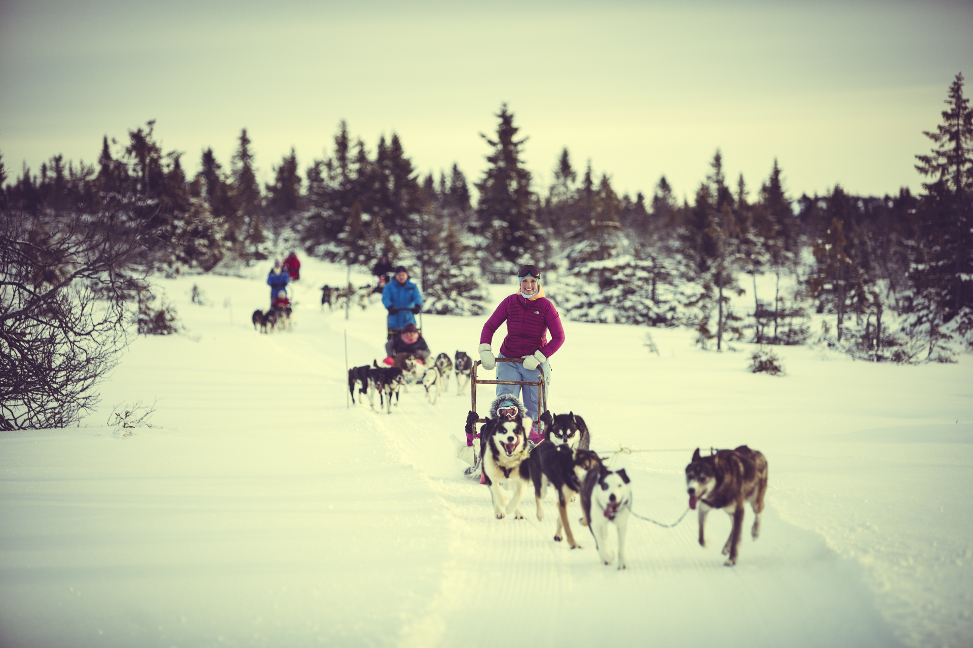 Hundekjøring med Sjusjøen Husky Tours