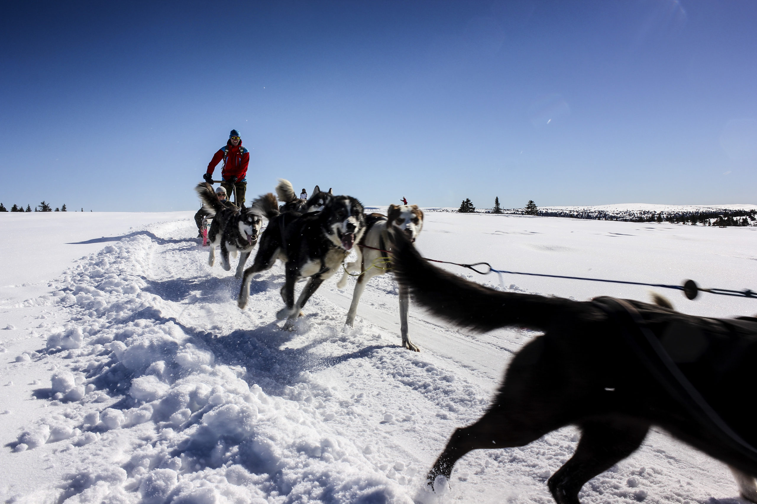 solidox Hundekjøring med Sjusjøen Husky Tours