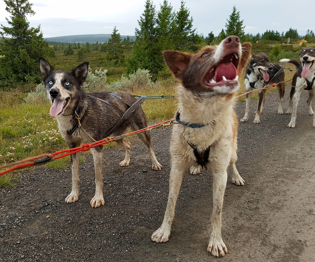 Hundekjøring på barmark med Sjusjøen Husky Tours